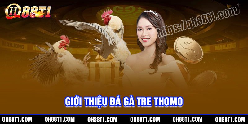 Bí kíp đặt cược Đá gà Tre Thomo hay như cao thủ