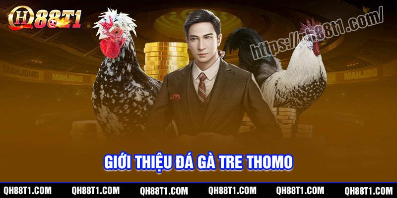 Đôi nét về Đá gà Tre Thomo