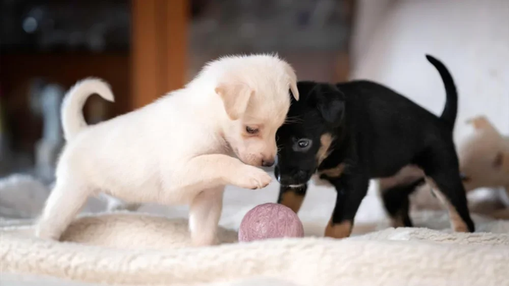 Dos perros cachorros jugando