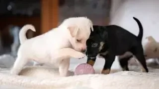 Max Sandí, experto en mascotas: 